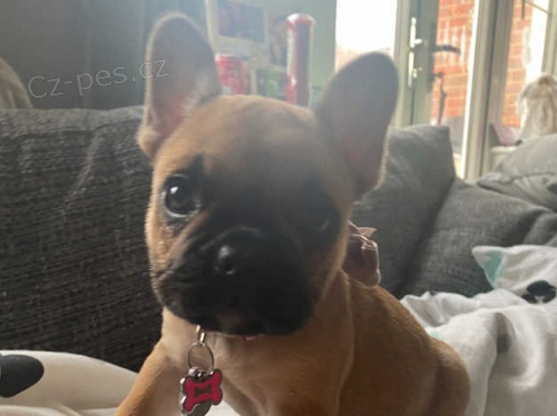 Francouzsk� buldo�ek �t��ata