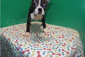 neuv��iteln� boston teri�r