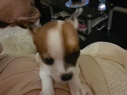 �t��ata �ivavy