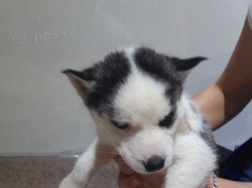 sibi�sk� husky �t��ata