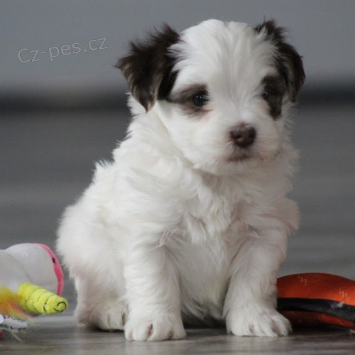 Uv�t�me v na�em dom�, kde obdr��te tato kr�sn� havansk� �t��ata.