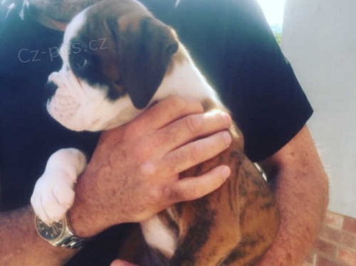 boxer �t��ata k dispozici pro nov� domovy