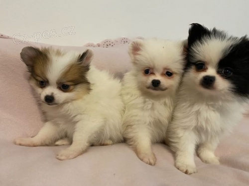 �picl �t��ata