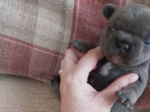 Francouzsk� buldo�ek �t��ata na prodej