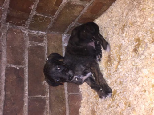 Saluki �t��ata