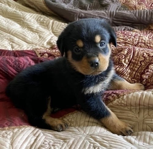 Roztomil� o�kovan� �t��ata rotvajler� k prodeji. 