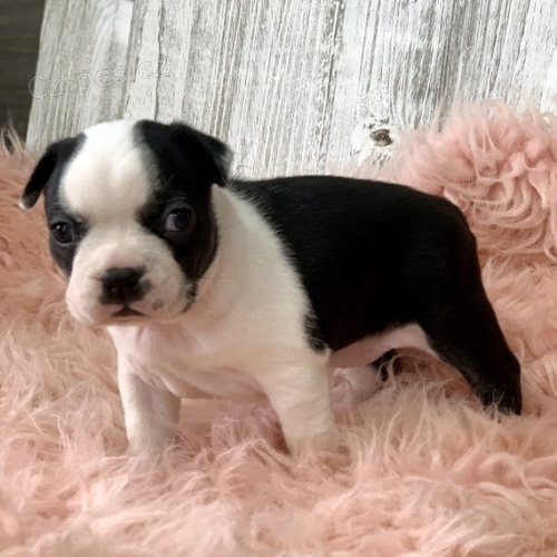 Kr�sn� o�kovan� �t��ata bostonsk�ho teri�ra k prodeji. 