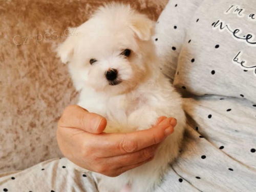 kr�sn� maltsk� �t��ata