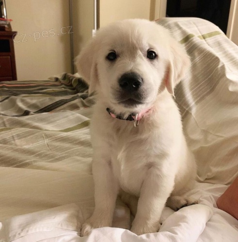 zlat� retr�vr �t��ata