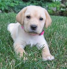 labradorsk� retr�vr