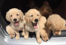 zlat� retr�vr �t��ata