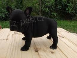 kr�sn� francouzsk� buldok �t��ata