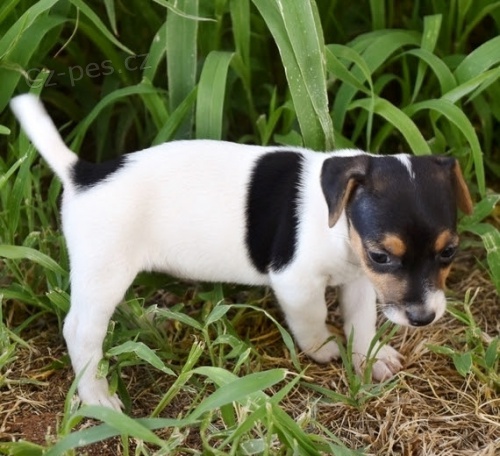 Jack Russell tata