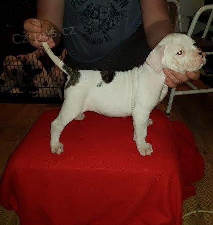 Americk� buldok na prodej.