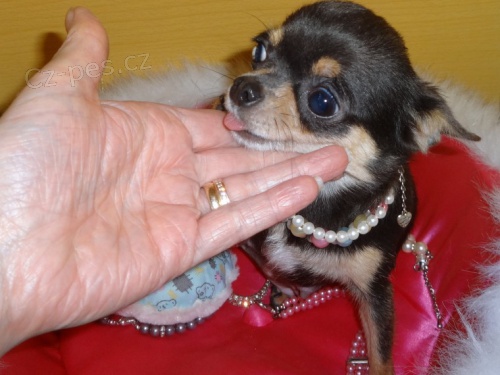 �t��ata �ivavy na prodej.