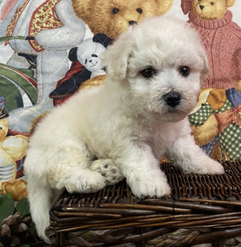 bichon frize �t��ata na prodej.