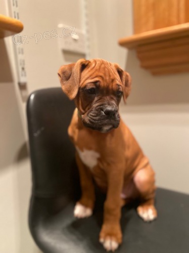 �t��ata boxera k adopci.