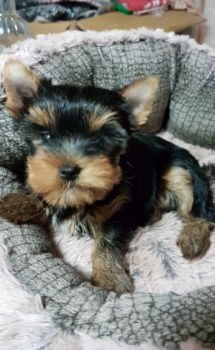 yorkshirsk� teri�r