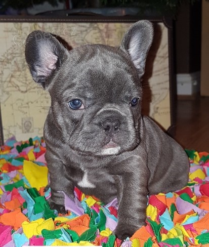 francouzsk� buldo�ek na prodej.