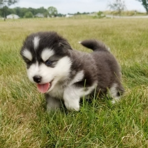 Pomsky �t��ata na prodej.