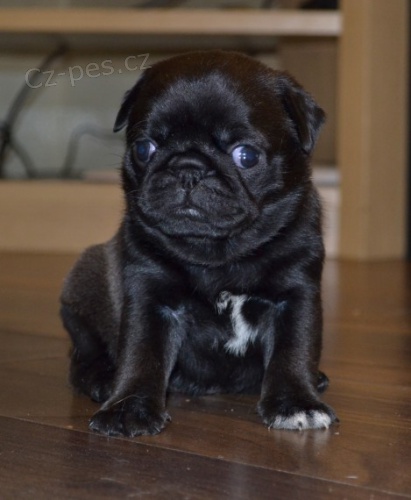 �ern� mopsl� �t��ata k adopci