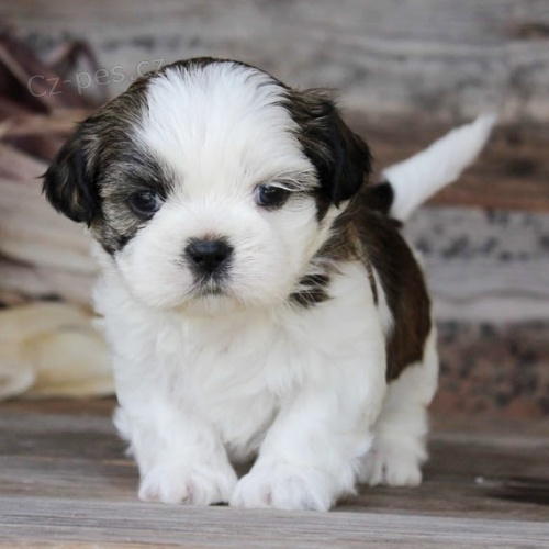 �t��ata shih tzu na prodej.