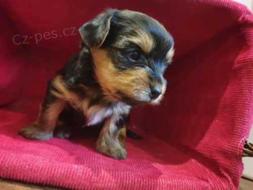 na prodej o�kovan� york��rsk� teri�r.