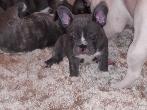 francouzsk� buldok �t��ata