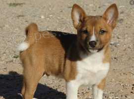 Basenji �t��ata