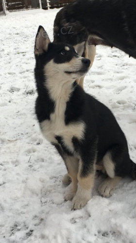 Fenku - �t�n� V�chodosibi�sk� lajky