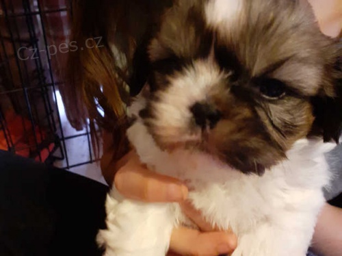 �t��ata shih tzu