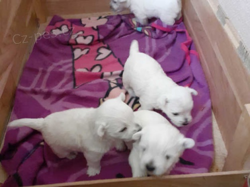 West Highland �t��ata