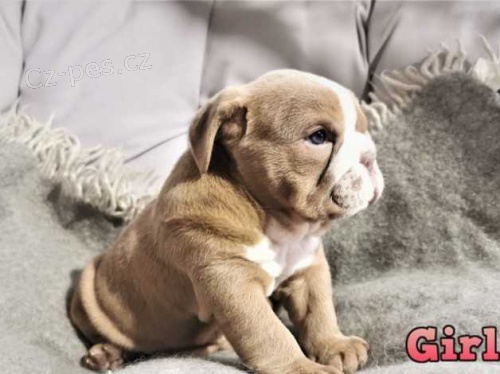 Cenov� dostupn� anglick� buldok �t�n� nyn� k dispozici.