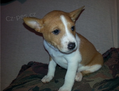 K dispozici jsou roztomil� �t���tka basenji