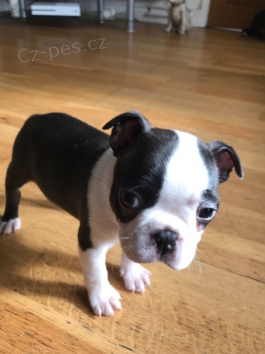 Bostonsky terier  �t��ata