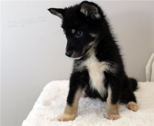 �eskoslovensk� Vl��k �ern�