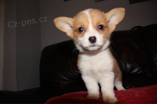 Welsh corgi pembroke �t��ata