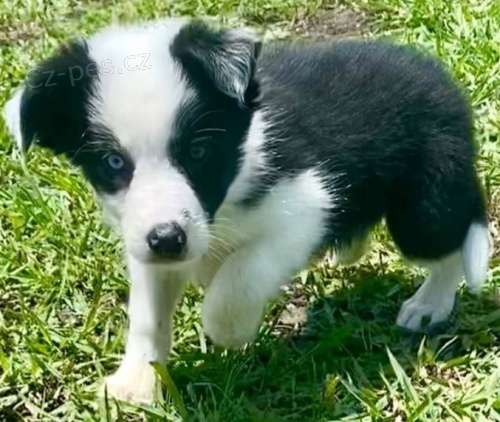 Border Kolie �t��ata