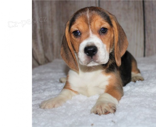 BEAGLE �T��ATA