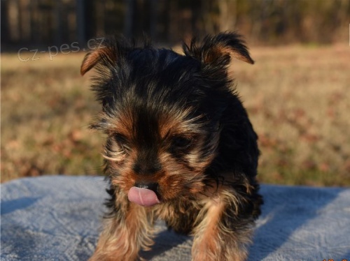 yorkie �t��ata