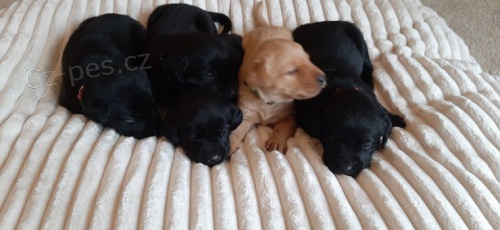 Labradorsk� retr�vr �t��ata v �ern� a �lut� sPP