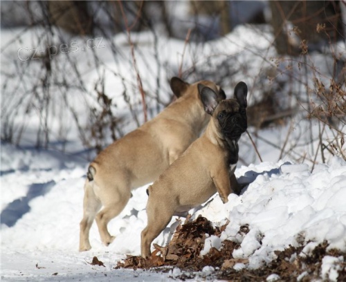 Francouzsk� buldo�ek �t��ata