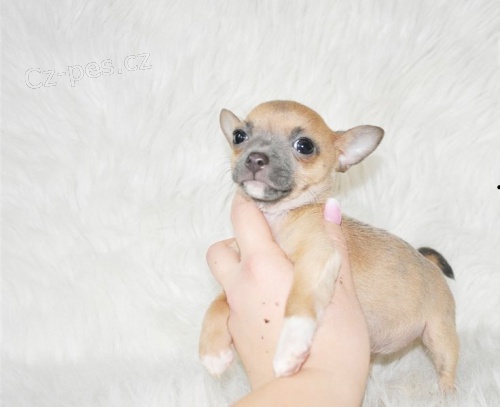 �t��ata �ivavy k dispozici