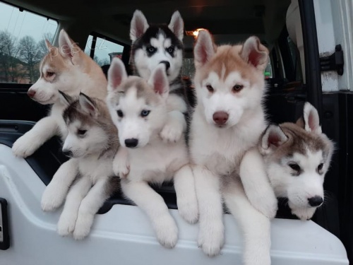 Sibi�sk� husky FCI 