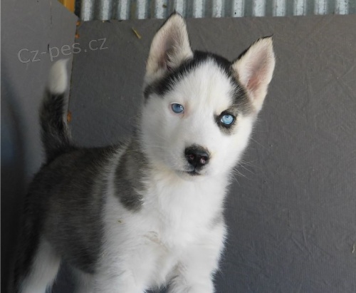 SIBI�SK� HUSKY