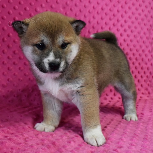 N�dhern� a kr�sn� �t��ata shiba inu
