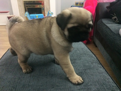 b�ov� mops �t��ata na prodej. 