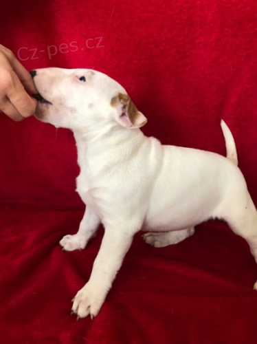 nao�kovan� a zdrav� �t��ata anglick�ho bulteri�ra na prodej. 