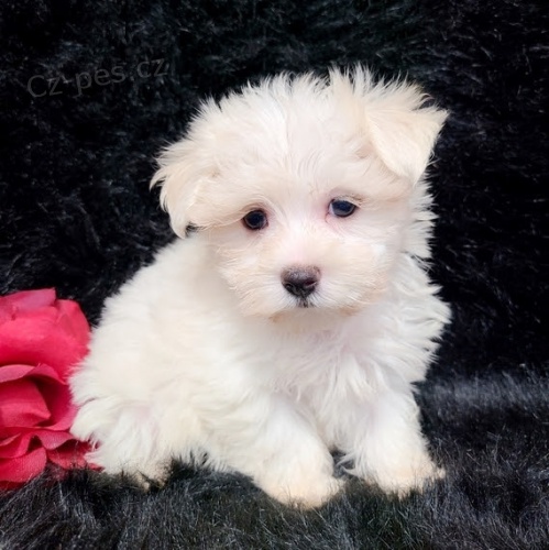 maltsk� �t��ata na prodej. 