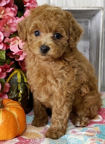 Pudl �t��ata na prodej.